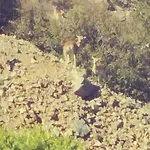 Holiday home The Mouflon House Pedoulas