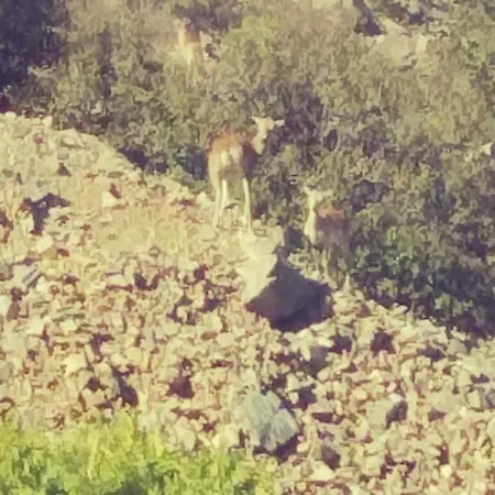 Σπίτι διακοπών The Mouflon House Pedoulas