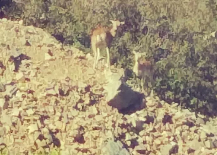 Prázdninový dům The Mouflon House Pedoulas